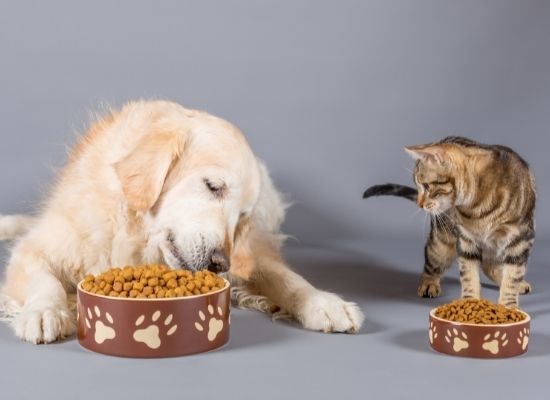 Pet Nutritional Eating