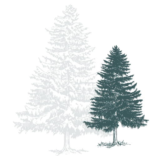 dark trees