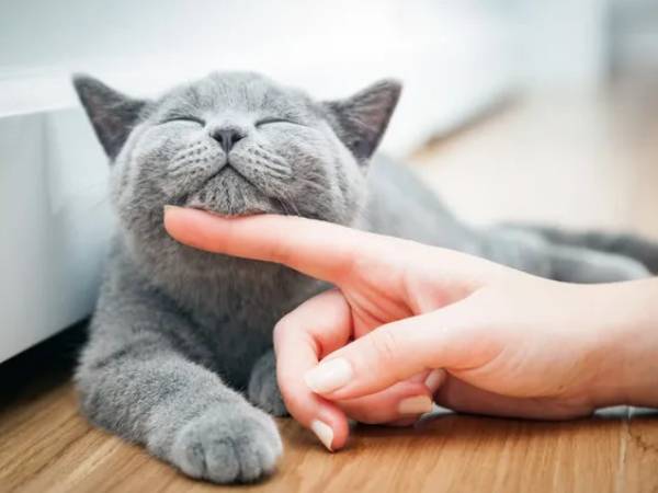 A person petting a gray cat on the floor