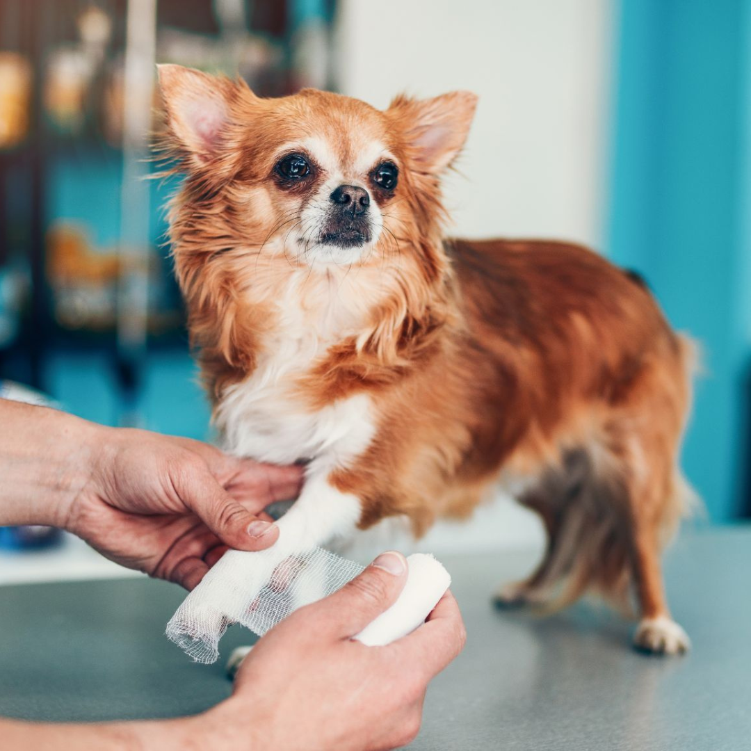 Vet wrapping bandage around a Chihuahua's injured leg
