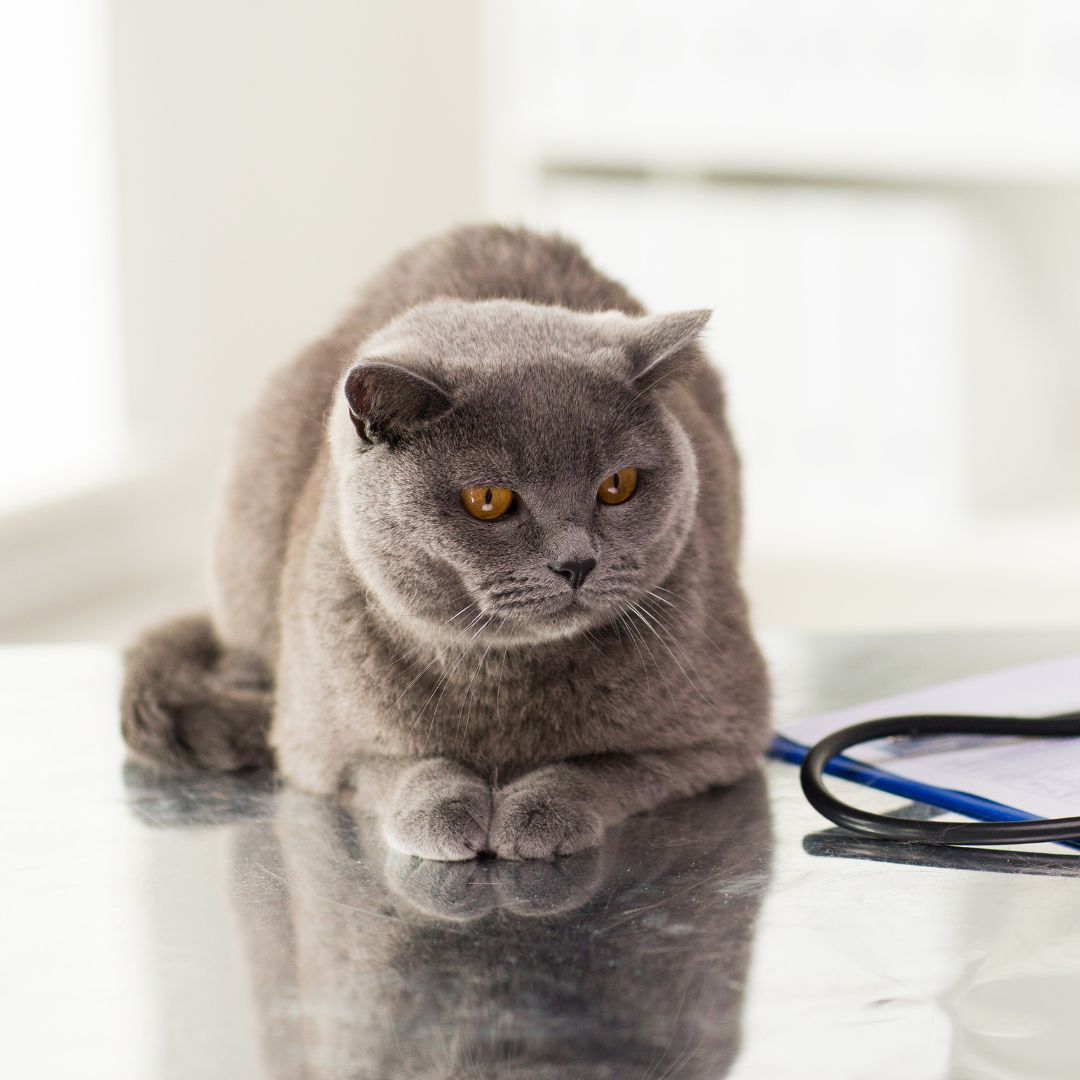 British cat at vet clinic