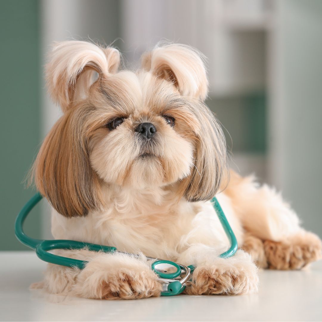 Dog with stethoscope on table