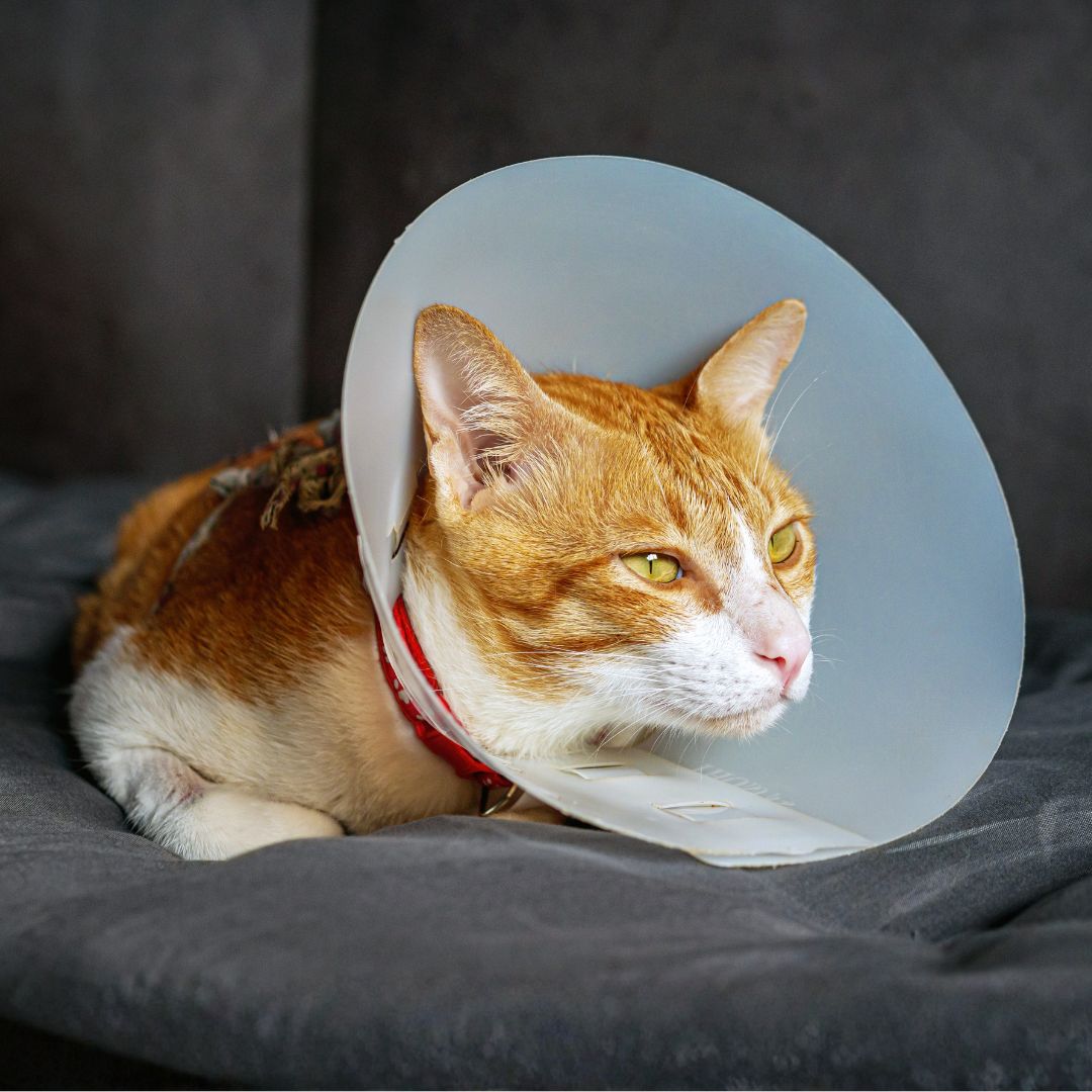 Cat wearing a protective plastic cone